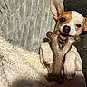 Katie Dee is registered to the contest to win money with this photo: dog, puppy, toy, bone, blanket, couch, ears, pet, playful, cute, lying_down, indoor, fur, small_dog, animal, relaxed, close_up, white, brown, chewing