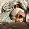 Katie Dee joined the competition — help win amazing prizes! puppy, dog, sleeping, blanket, cozy, paw, ear, fur, soft, fluffy, rest, cute, pet, indoor, warm_light, comfort, nap, small, animal, peaceful