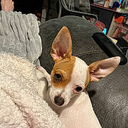 Katie Dee joined the competition — help win amazing prizes! dog, small_dog, ears, blanket, couch, indoor, pet, curious, snuggling, furniture, cozy, brown_and_white, animal, relaxing, domestic, household, living_room, closeup, resting, cute