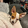 dog, small_dog, ears, blanket, couch, indoor, pet, curious, snuggling, furniture, cozy, brown_and_white, animal, relaxing, domestic, household, living_room, closeup, resting, cute