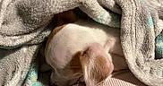 Katie Dee is registered to the contest to win money with this photo: dog, puppy, sleeping, blanket, cozy, fur, pet, resting, indoor, soft, cute, snuggled, closeup, white, brown, ear, comfort, relaxation, warm, nap