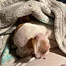 dog, puppy, sleeping, blanket, cozy, fur, pet, resting, indoor, soft, cute, snuggled, closeup, white, brown, ear, comfort, relaxation, warm, nap
