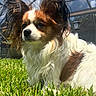 animal, brown, clouds, cute, dog, ears, fence, fur, glass, grass, lantern, nature, outdoor, papillon, pet, portrait, sky, small_dog, sunlight, white