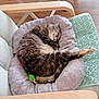 Cajoline a rejoint le concours — aidez-le/la à gagner de superbes lots ! cat, tabby, sleeping, pet_bed, cushion, chair, indoor, furniture, relaxation, cozy, animal, domestic_cat, fur, paw, tail, toy, green, wood, floor, comfort