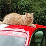 cat, animal, pet, car, vehicle, ford, racing, red, cream_color, feline, outdoor, nature, greenery, window, glass, automobile, relaxing, lying_down, fur, domestic_animal