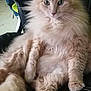 Chiffon a rejoint le concours — aidez-le/la à gagner de superbes lots ! cat, fluffy, orange, pet, animal, feline, chair, leather, indoor, relaxed, fur, paw, ears, whiskers, sitting, portrait, domestic, cute, calm, closeup