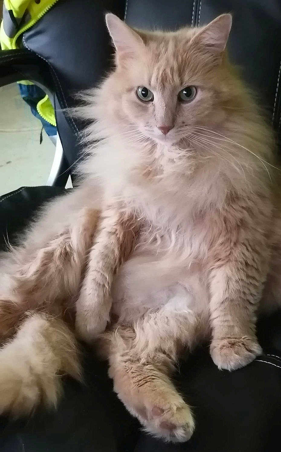 Chiffon