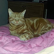 Havane a rejoint le concours — aidez-le/la à gagner de superbes lots ! ginger_cat, tabby_cat, cat, pet, indoor, bedroom, bed, pink_blanket, bedding, stripes, whiskers, paws, fur, cozy, dresser, drawer, furniture, relaxed, sleeping, closeup