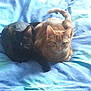 Havane participe au concours pour gagner de l'argent avec cette photo : cat, cats, feline, ginger_cat, black_cat, bed, blanket, blue_bedspread, cuddling, snuggling, pet, indoor, whiskers, ears, fur, loaf_position, curled_tail, resting, cozy, sleepy