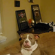 Xena is registered to the contest to win money with this photo: dog, brown_couch, indoor, pet, relaxed, sports_trophies, plush, comfortable, home, animal, mammal, sitting, furniture, decor, award, background, collar, ears, face, nose