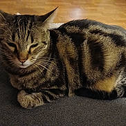 Twix participe au concours pour gagner de l'argent avec cette photo : cat, tabby, striped_fur, animal, pet, indoor, cozy, resting, fur, whiskers, ears, paw, floor, wooden_floor, gray_surface, domestic_cat, mammal, feline, relaxed, closeup