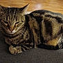 animal, cat, closeup, cozy, domestic_cat, ears, feline, floor, fur, gray_surface, indoor, mammal, paw, pet, relaxed, resting, striped_fur, tabby, whiskers, wooden_floor
