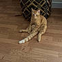 cat, orange_tabby, sitting, wooden_floor, pouf, patterned_pouf, indoor, shoe_rack, shoes, relaxed, pet, animal, feline, striped, tail, ears, whiskers, cute, home, background