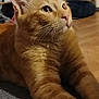 cat, ginger_cat, pet, indoor, close_up, feline, whiskers, ears, paws, fur, looking_away, home, cozy, relaxed, animal, mammal, domestic_animal, portrait, floor, curious