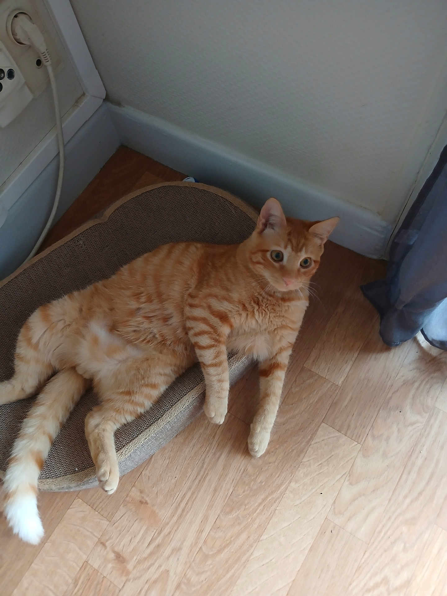 Garfield