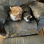 Bonnie And Clyde joined the competition — help win amazing prizes! cat, orange_cat, tabby_cat, sleeping, chair, recliner, furniture, indoor, cozy, pet, animal, resting, nap, two_animals, fur, domestic_animal, comfort, relaxation, living_room, wooden_floor