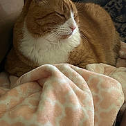 Clyde is registered to the contest to win money with this photo: cat, orange_cat, white_cat, sleeping, blanket, soft_texture, indoor, couch, cozy, pet, fur, resting, relaxation, animal, whiskers, ears, close_up, comfort, domestic_cat, peaceful