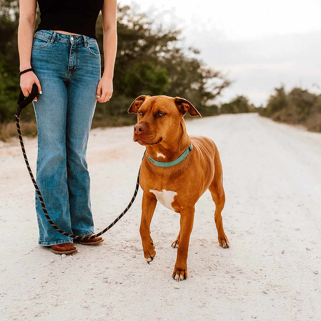 Buck joined the competition — help win amazing prizes! accessories, animal, canine, clothing, dog, footwear, hound, jeans, leash, pants, person, pet, shoe, strap, walking, walkingdog