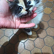 Nala a rejoint le concours — aidez-le/la à gagner de superbes lots ! animal, calico, cat, closeup, curious, cute, domestic_cat, floor, fluffy, furry, hand, hexagonal_tiles, holding, indoor, kitten, paw, person, pet, small, whiskers