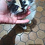animal, calico, cat, closeup, curious, cute, domestic_cat, floor, fluffy, furry, hand, hexagonal_tiles, holding, indoor, kitten, paw, person, pet, small, whiskers