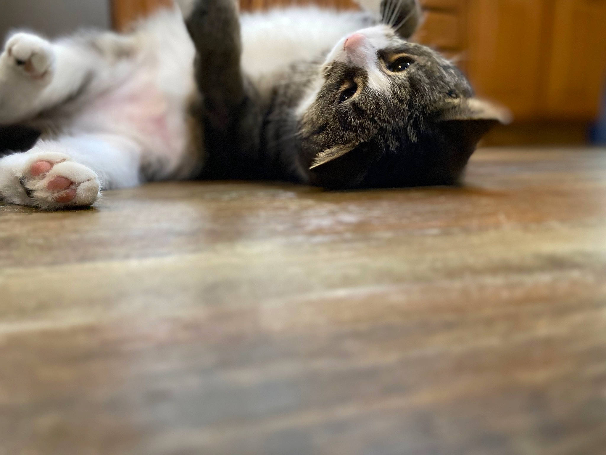 Sweets is registered to the contest to win money with this photo: carnivore, cat, claw, comfort, domestic_short_haired_cat, felidae, floor, flooring, fur, hardwood, laminate_flooring, paw, small_to_medium_sized_cats, tail, terrestrial_animal, varnish, whiskers, wood, wood_flooring, wood_stain