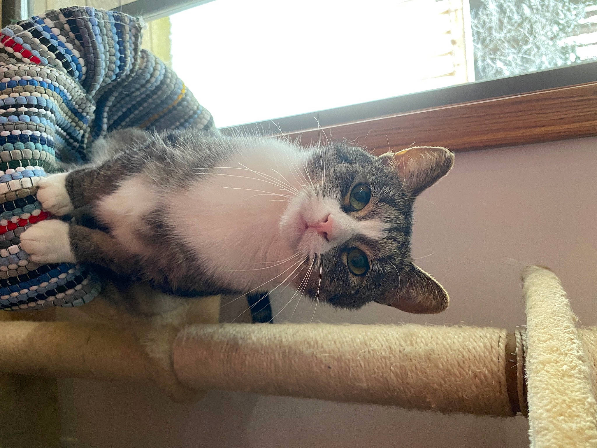 Sweets joined the competition — help win amazing prizes! animal_shelter, carnivore, cat, claw, comfort, domestic_short_haired_cat, fawn, felidae, foot, fur, mammal, nap, paw, small_to_medium_sized_cats, snout, tail, vertebrate, whiskers, window, wood