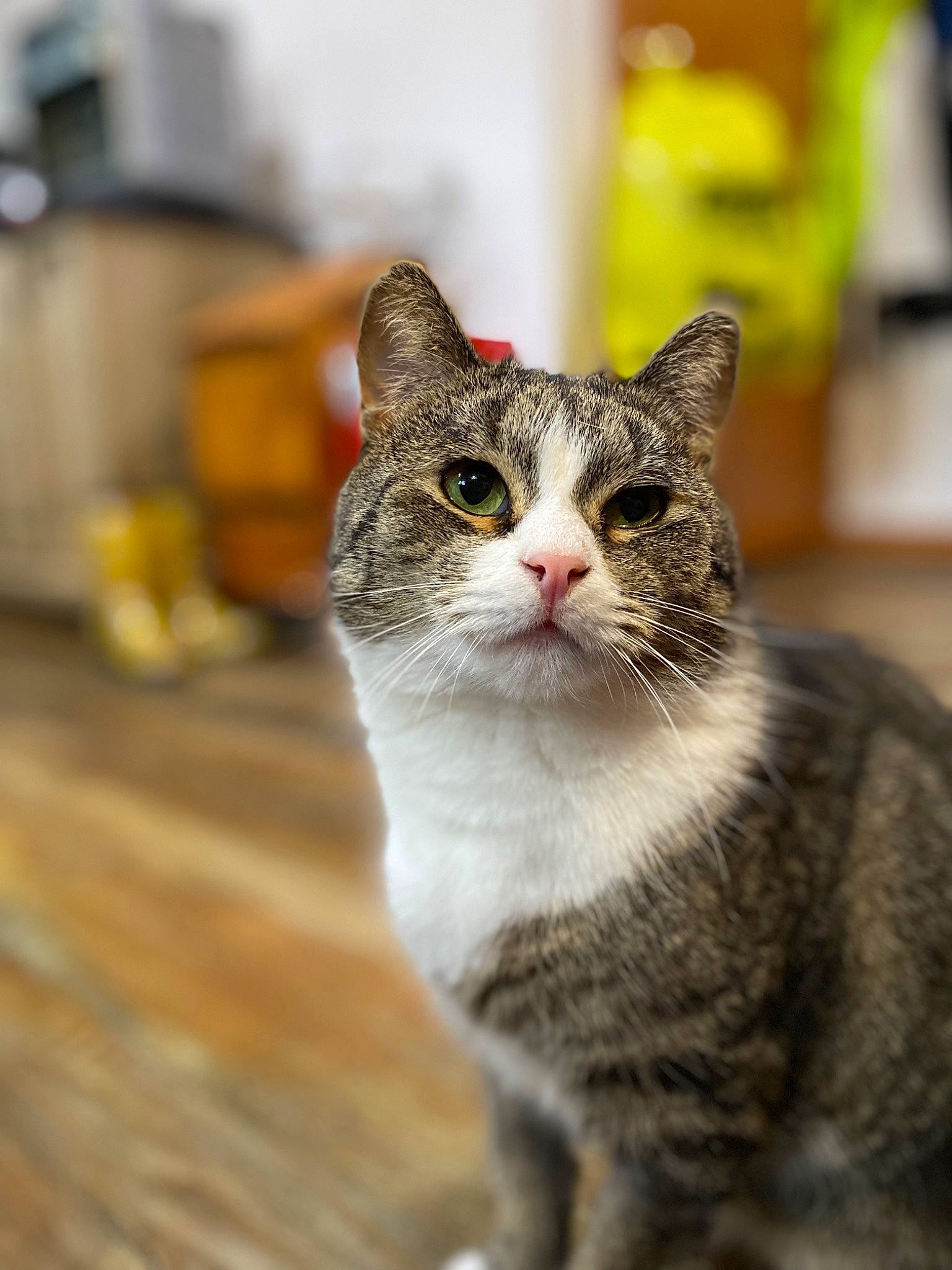 Sweets joined the competition — help win amazing prizes! carnivore, cat, collar, domestic_short_haired_cat, felidae, fur, small_to_medium_sized_cats, snout, terrestrial_animal, tree, whiskers, wildlife, window, wood