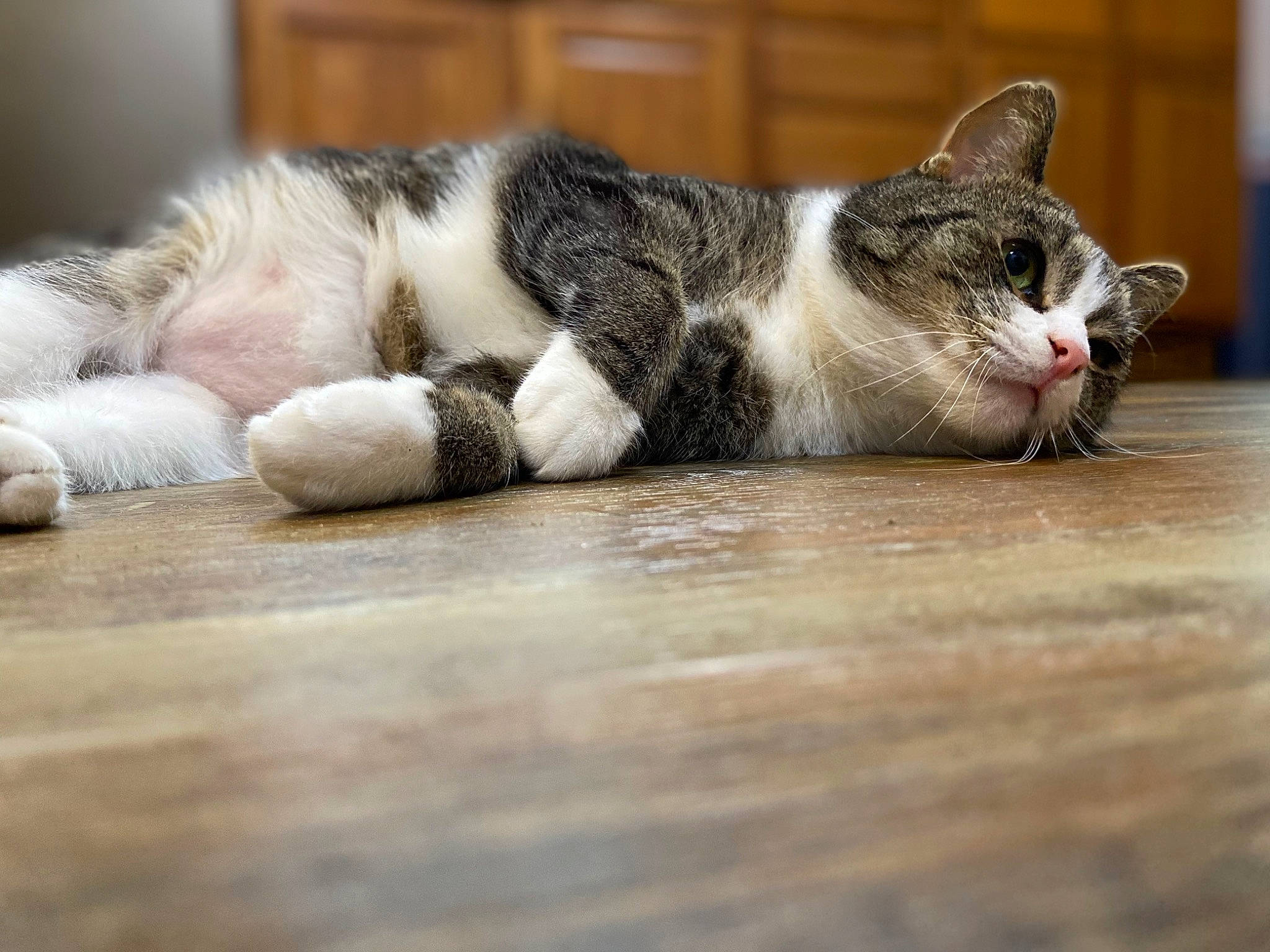Sweets is registered to the contest to win money with this photo: carnivore, cat, claw, comfort, domestic_short_haired_cat, felidae, flooring, fur, hardwood, nap, paw, small_to_medium_sized_cats, snout, tail, terrestrial_animal, whiskers, wood, wood_flooring