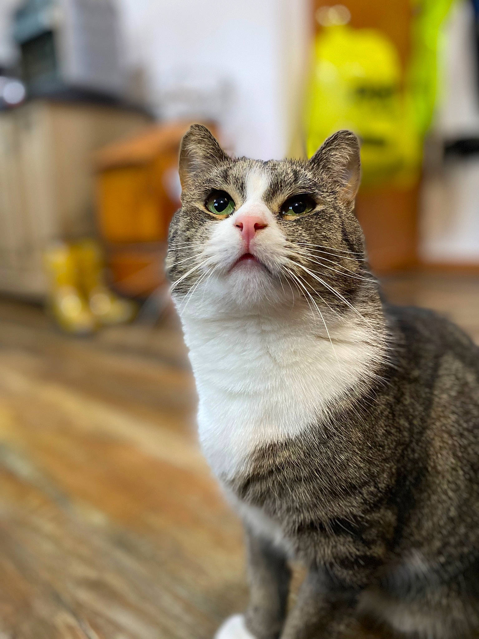 Sweets joined the competition — help win amazing prizes! carnivore, cat, domestic_short_haired_cat, felidae, flooring, fur, hardwood, paw, sitting, small_to_medium_sized_cats, snout, tail, terrestrial_animal, whiskers, window, wood