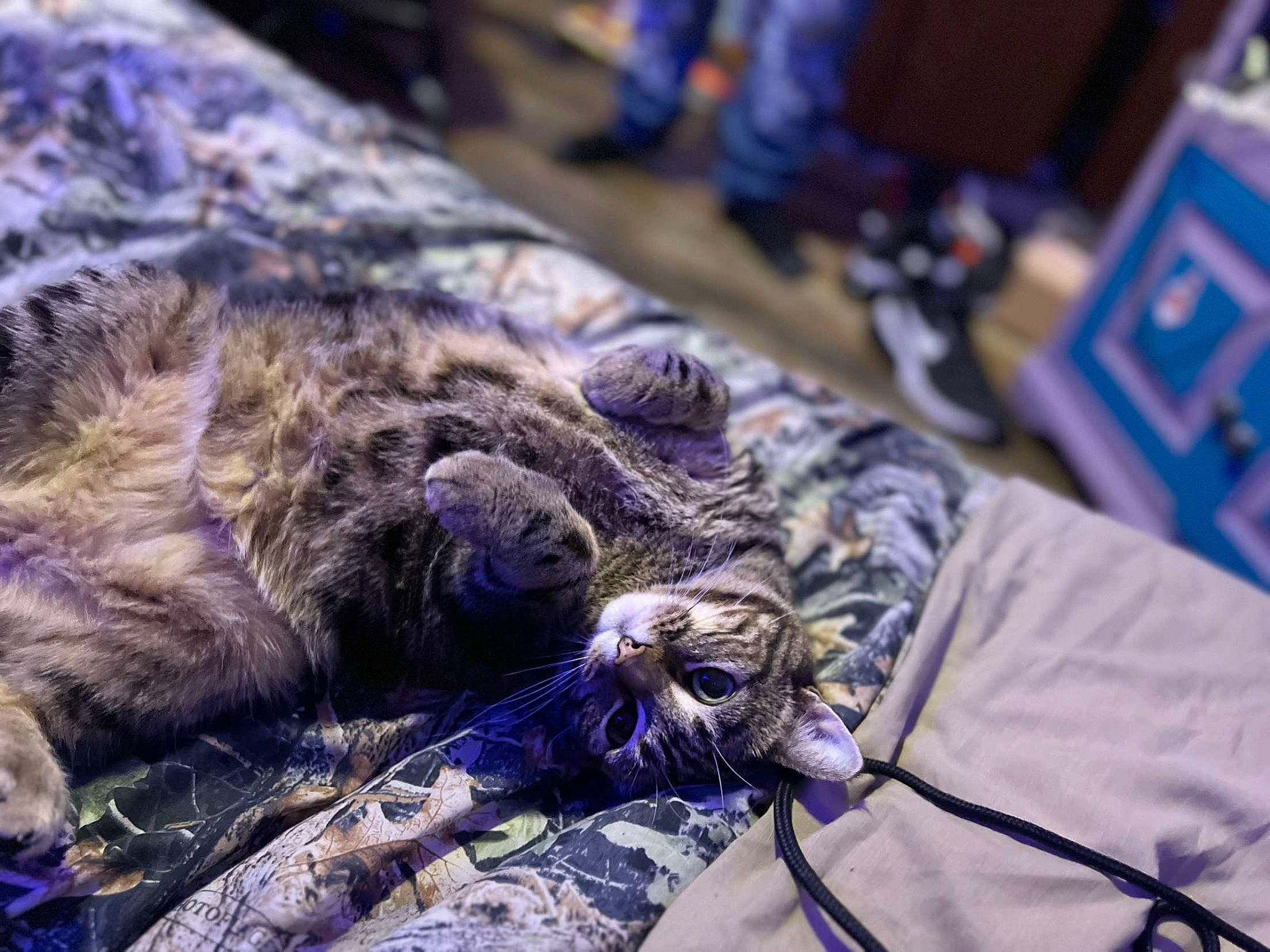 Bonnie is registered to the contest to win money with this photo: bed, bed_sheet, carnivore, cat, claw, comfort, domestic_short_haired_cat, electric_blue, felidae, fur, linens, pattern, purple, small_to_medium_sized_cats, sporting_group, tail, terrestrial_animal, whiskers, wildlife, wood