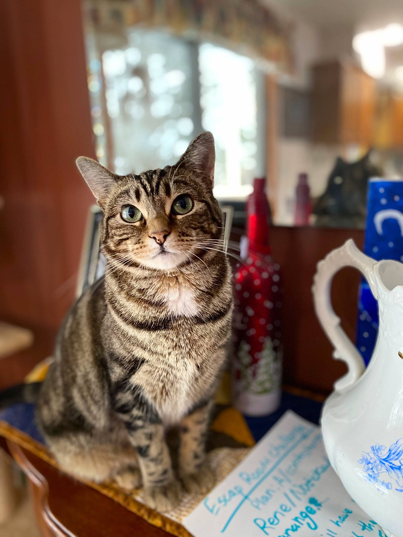 Bonnie is registered to the contest to win money with this photo: carmine, carnivore, cat, cat_supply, cup, domestic_short_haired_cat, drinkware, event, felidae, fur, porcelain, pottery, serveware, small_to_medium_sized_cats, snout, tree, whiskers, wildlife, window