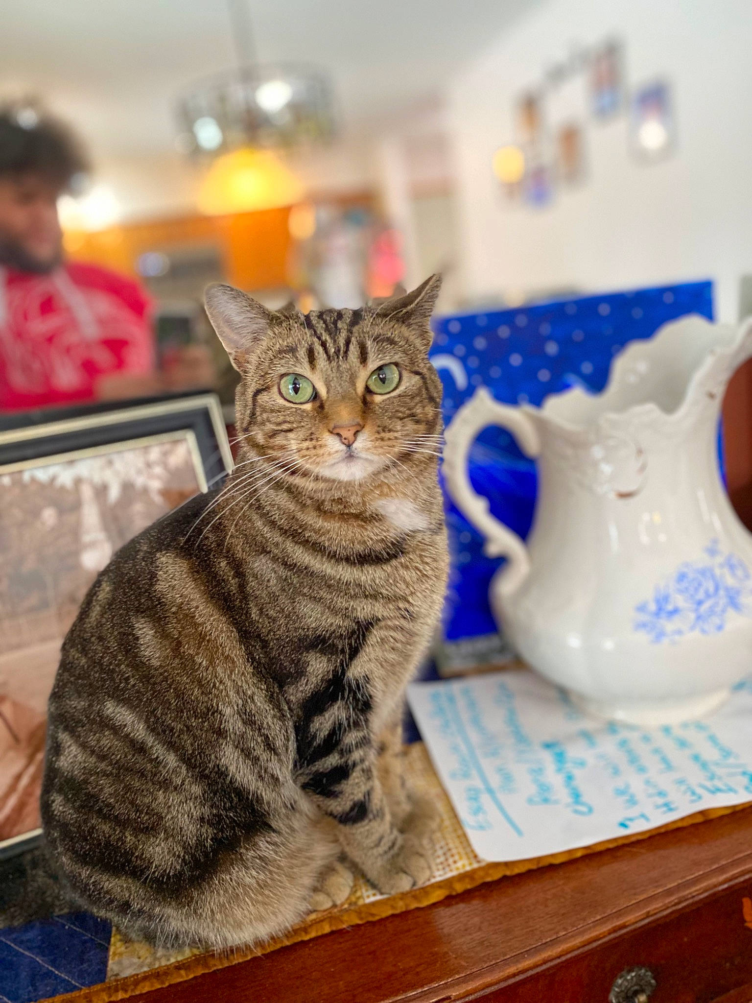 Bonnie joined the competition — help win amazing prizes! carnivore, cat, ceramic, cup, dishware, domestic_short_haired_cat, drinkware, earthenware, felidae, fur, porcelain, pottery, serveware, small_to_medium_sized_cats, tableware, teacup, teapot, whiskers, wood