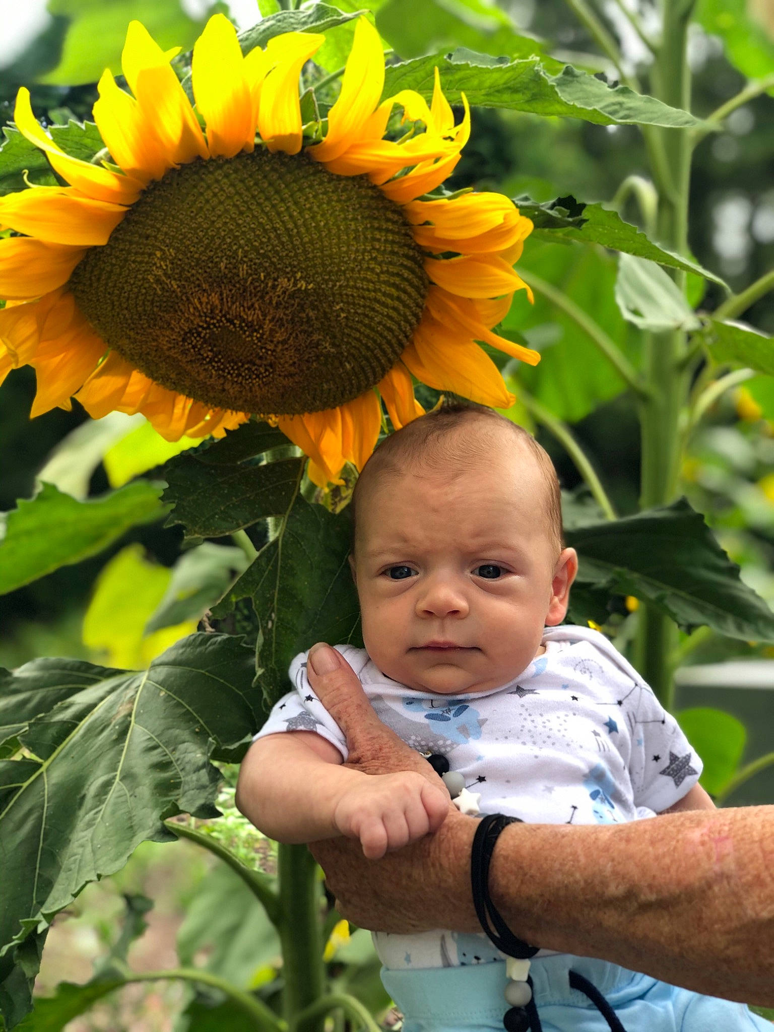 Rhett joined the competition — help win amazing prizes! adaptation, botany, child, field, flower, flowering_plant, person, plant, pollen, sunflower, sunflower_seed, toddler, yellow