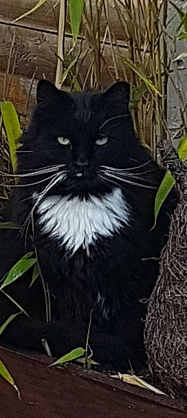 Ibra a rejoint le concours — aidez-le/la à gagner de superbes lots ! art, black_cat, carnivore, cat, domestic_short_haired_cat, eye, felidae, fur, grass, iris, monochrome_photography, plant, small_to_medium_sized_cats, snout, tail, terrestrial_animal, tree, whiskers, wildlife