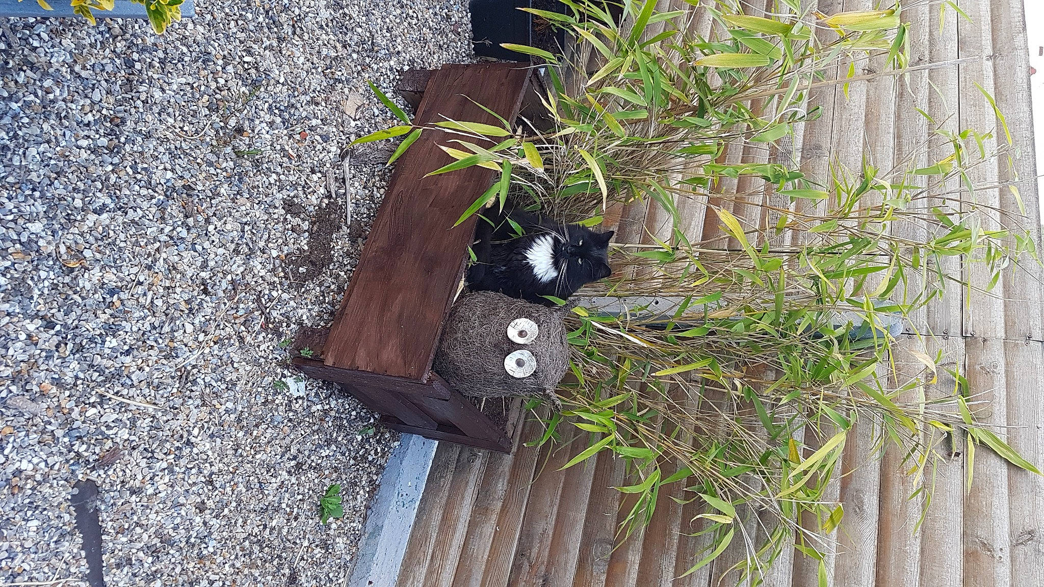 Ibra a rejoint le concours — aidez-le/la à gagner de superbes lots ! carnivore, cat, domestic_short_haired_cat, felidae, flowerpot, fur, grass, grass_family, groundcover, herb, pet_supply, plant, small_to_medium_sized_cats, tail, terrestrial_animal, tree, trunk, twig, whiskers, wood