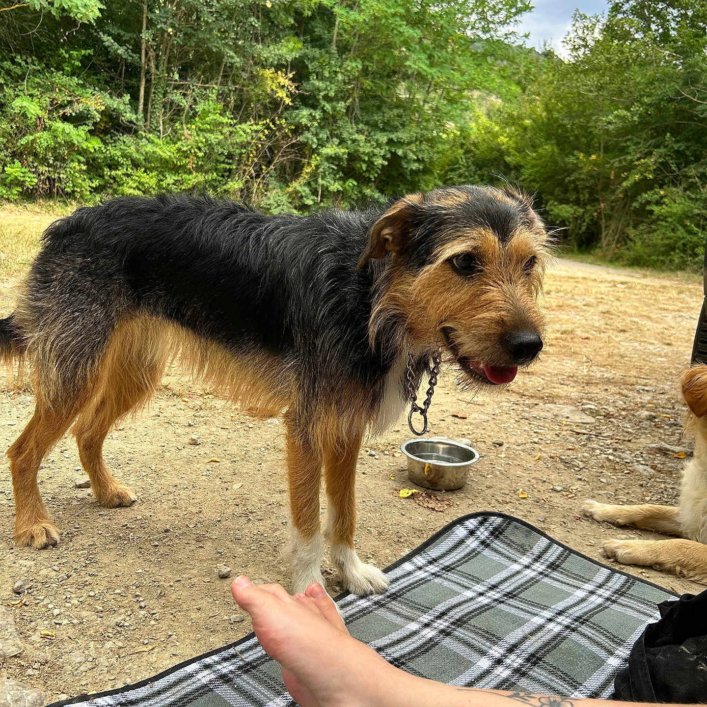 Topaze participe au concours pour gagner de l'argent avec cette photo : animal, ankle, barefoot, bodypart, canine, dog, grass, land, nature, outdoors, person, pet, plant, puppy, skin, soil, tattoo, tree, vegetation, woodland