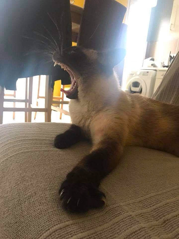 Lizy a rejoint le concours — aidez-le/la à gagner de superbes lots ! black_cat, canidae, carnivore, cat, claw, comfort, dog_breed, domestic_short_haired_cat, fawn, felidae, flooring, fur, gesture, human_leg, paw, room, small_to_medium_sized_cats, snout, tail, whiskers