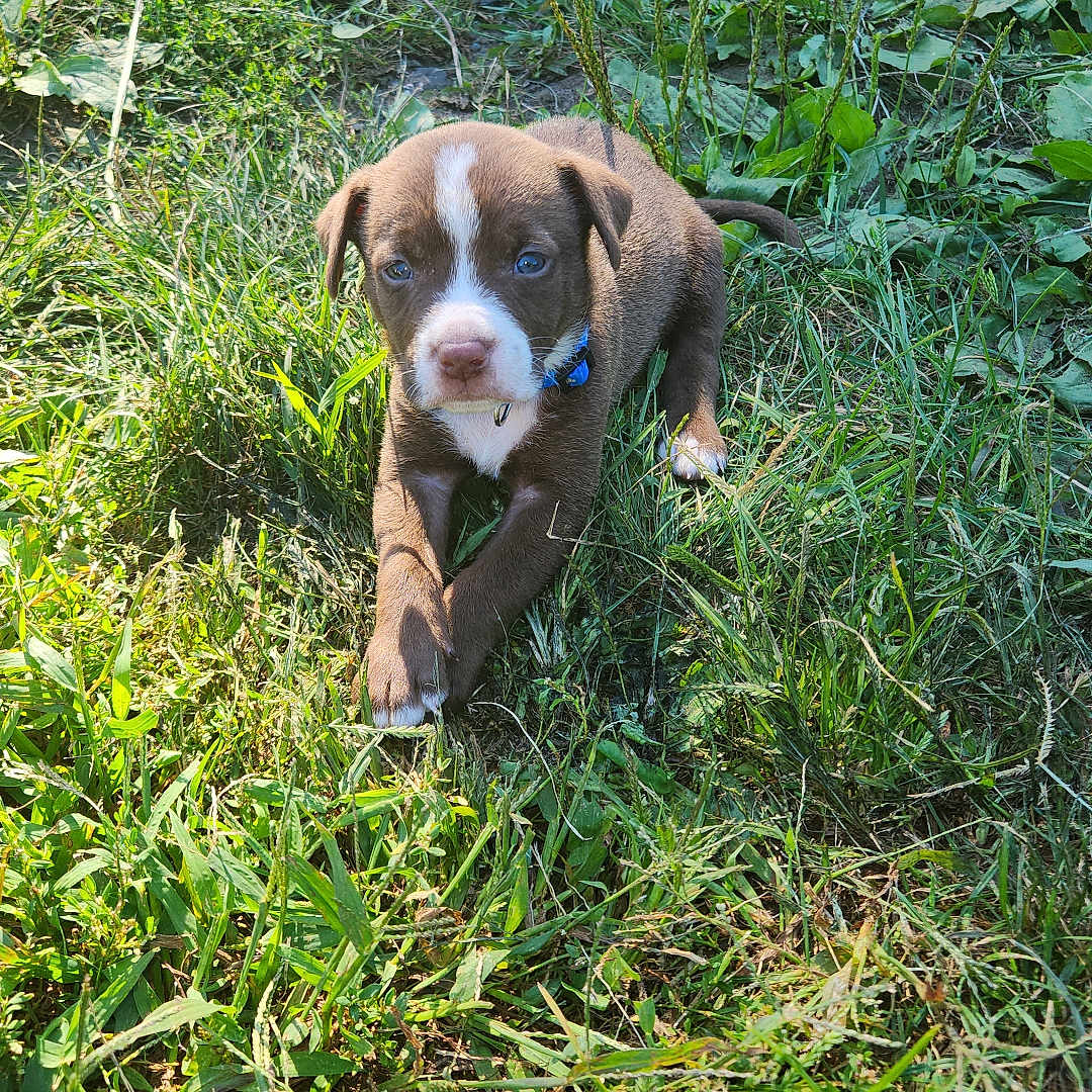 Riggs is registered to the contest to win money with this photo: animal, beagle, boxer, bulldog, canine, dog, field, grass, grassland, herbal, hound, lawn, nature, outdoors, pet, pitbull, plant, pointer, puppy, vegetation