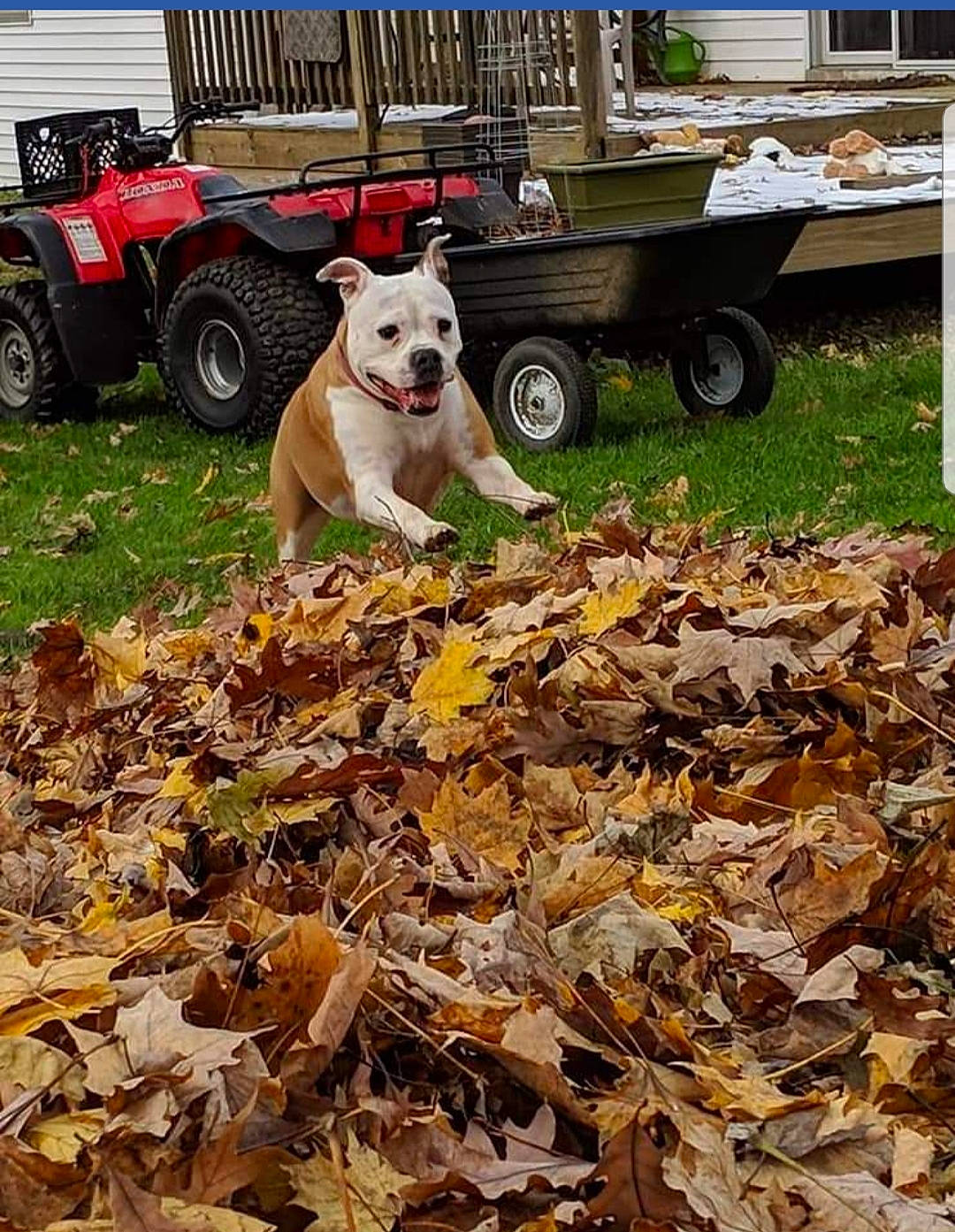 Nash is registered to the contest to win money with this photo: american_staffordshire_terrier, autumn, canidae, carnivore, dog, dog_breed, fawn, leaf, plant, tree, vehicle