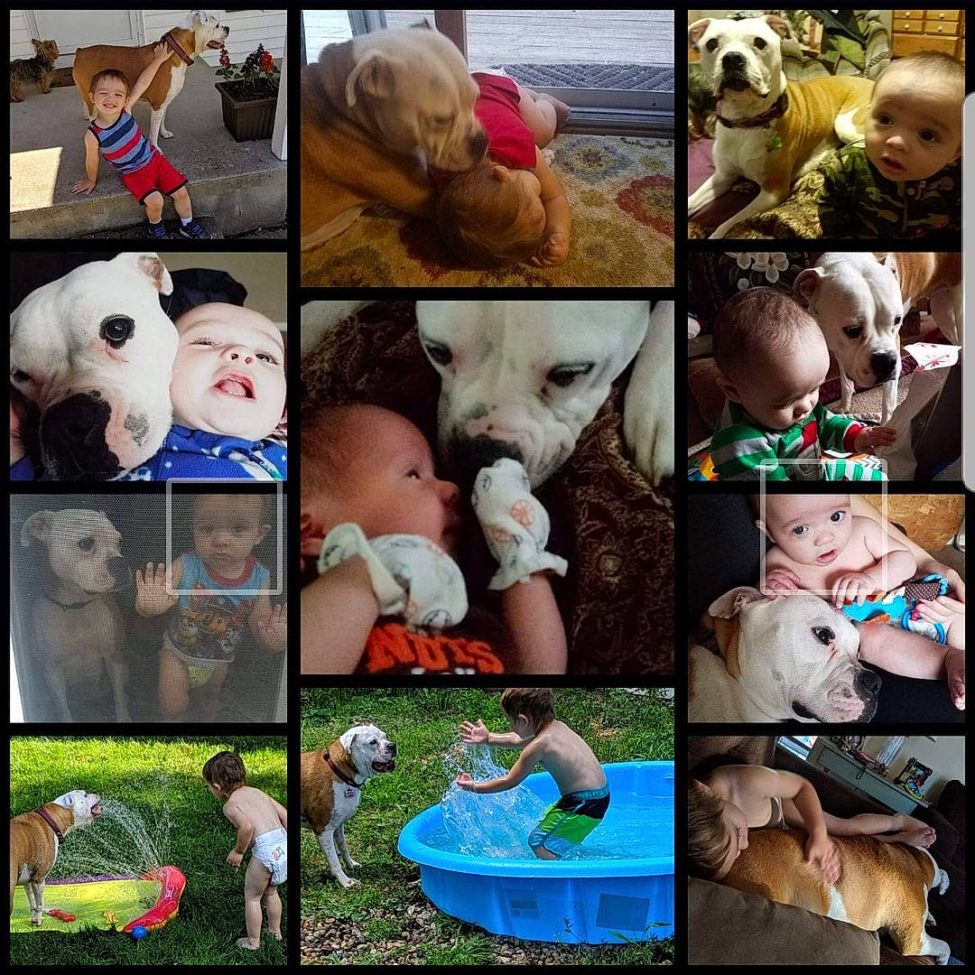 Nash joined the competition — help win amazing prizes! american_pit_bull_terrier, american_staffordshire_terrier, art, canidae, collage, dog_breed, fawn, non_sporting_group, photography, photomontage, pit_bull, puppy_love