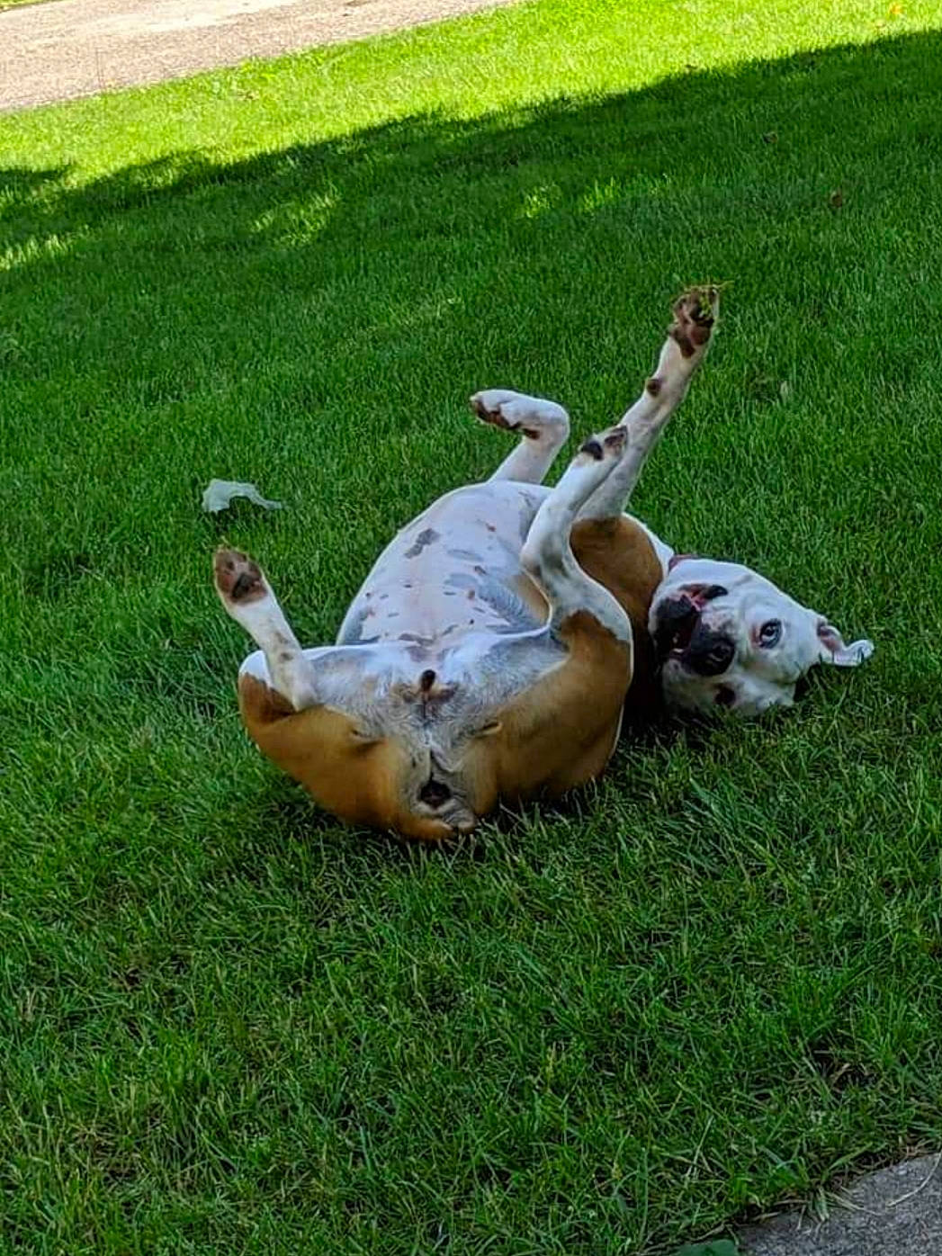 Nash is registered to the contest to win money with this photo: canidae, carnivore, dog, dog_breed, fawn, grass, lawn, non_sporting_group, sporting_group