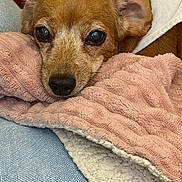 Sadie is registered to the contest to win money with this photo: blanket, brown_dog, canine, close_up, couch, cozy, dog, domestic, ears, eyes, fur, nose, pet, pink_blanket, portrait, resting, small_dog, snout, soft_texture, textile