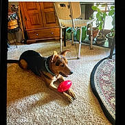 Rambo joined the competition — help win amazing prizes! animal, carpet, chair, colorful_shoe, dog, domestic, floor, footwear, furniture, home, indoor, living_room, pet, playful, potted_plants, relaxed, sunlight, toy, window, wooden_cabinet