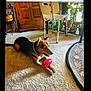 animal, carpet, chair, colorful_shoe, dog, domestic, floor, footwear, furniture, home, indoor, living_room, pet, playful, potted_plants, relaxed, sunlight, toy, window, wooden_cabinet