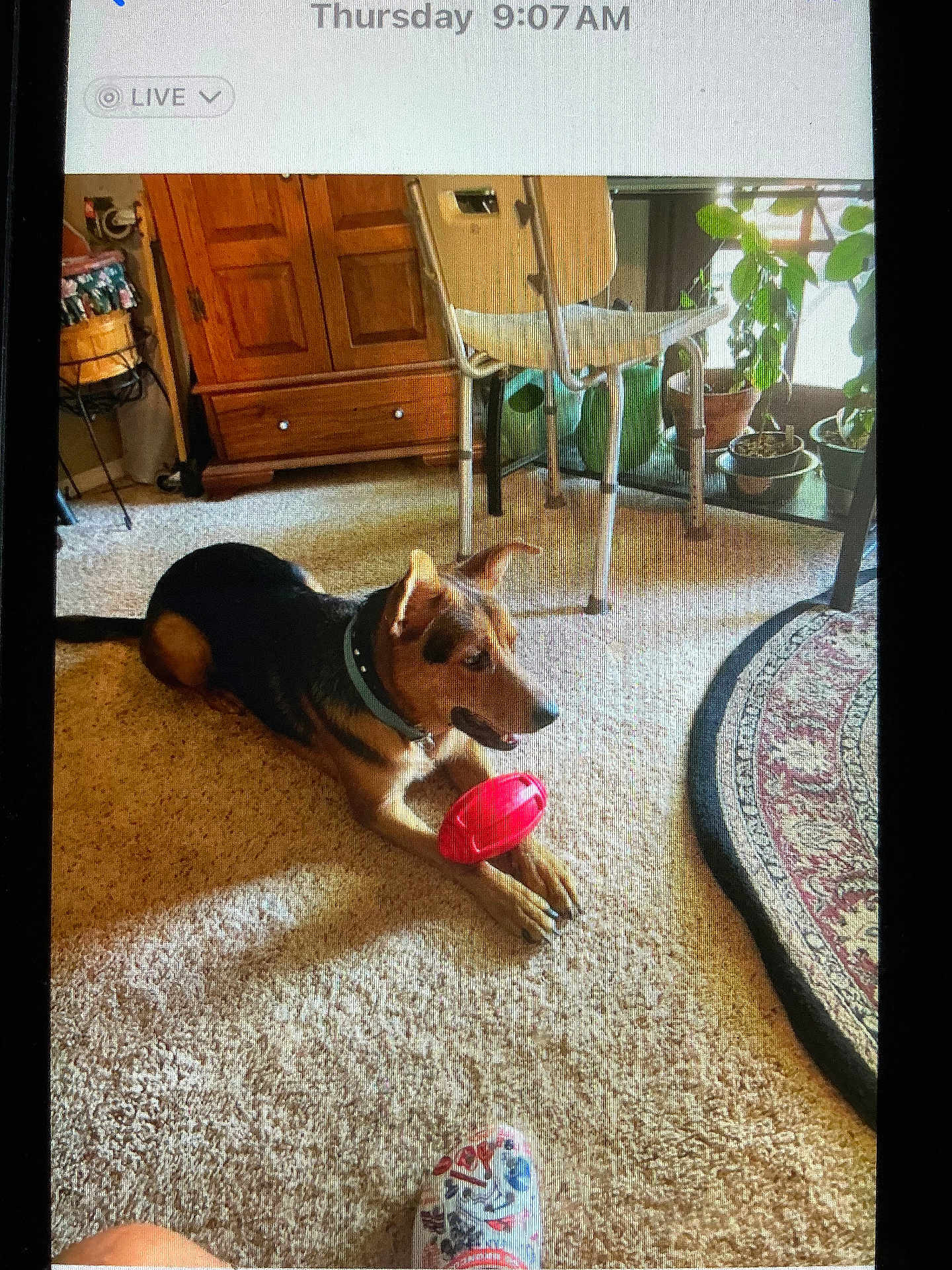 Rambo