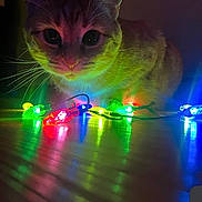 Ginger joined the competition — help win amazing prizes! cat, feline, pet, string_lights, led_lights, multicolored, whiskers, wide_eyes, reflection, floor, low_light, indoor, portrait, close_up, holiday_decor, colorful, curious, night, illumination, cute