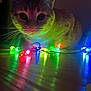 cat, feline, pet, string_lights, led_lights, multicolored, whiskers, wide_eyes, reflection, floor, low_light, indoor, portrait, close_up, holiday_decor, colorful, curious, night, illumination, cute