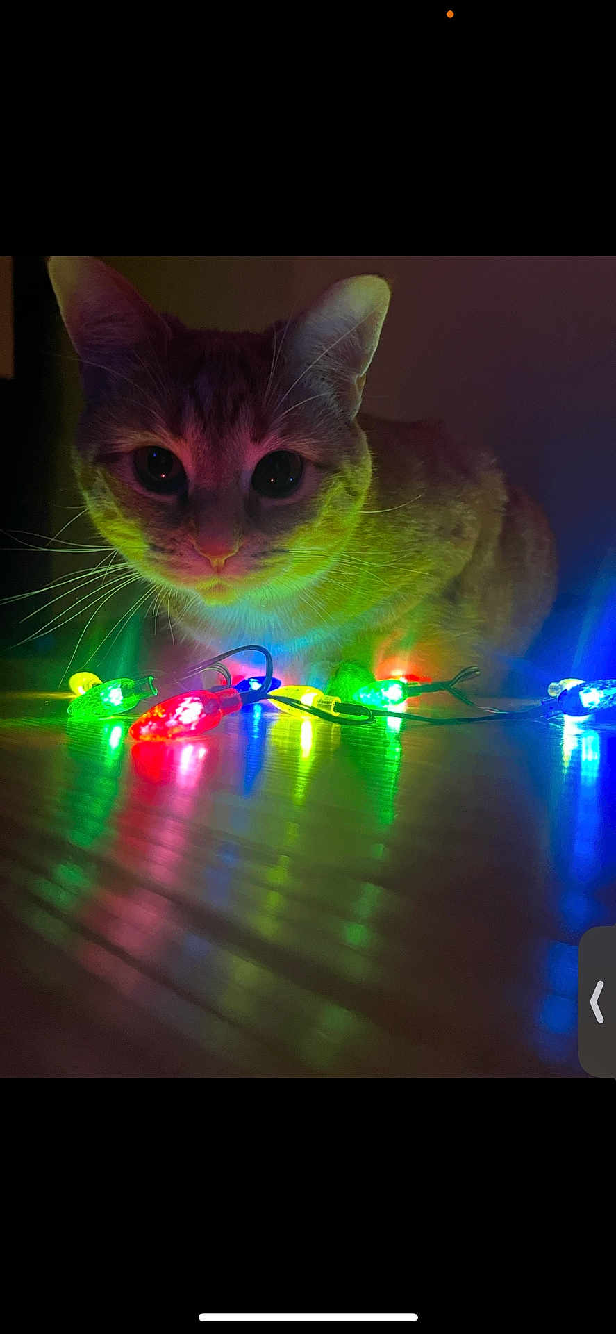 Ginger joined the competition — help win amazing prizes! cat, feline, pet, string_lights, led_lights, multicolored, whiskers, wide_eyes, reflection, floor, low_light, indoor, portrait, close_up, holiday_decor, colorful, curious, night, illumination, cute