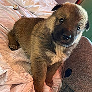 Tumbleweed joined the competition — help win amazing prizes! puppy, dog, bed, blanket, fur, cute, pet, indoor, animal, young, canine, brown_fur, soft, looking, tongue, closeup, comfort, cozy, resting, adorable