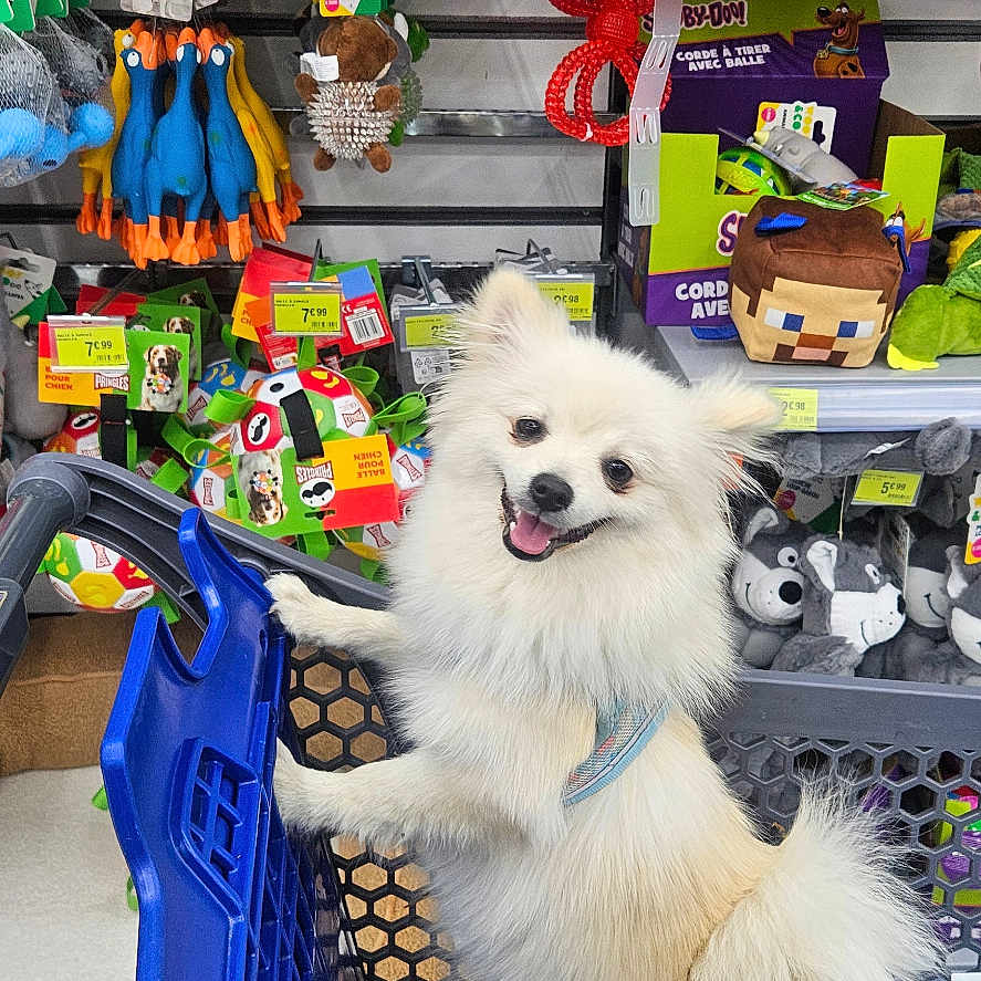 Bella participe au concours pour gagner de l'argent avec cette photo : dog, small_dog, white_dog, fluffy, pet, canine, standing, shopping_cart, pet_store, pet_toys, toy_aisle, store, retail, shelves, hanging_toys, collar, leash, happy, portrait, indoor